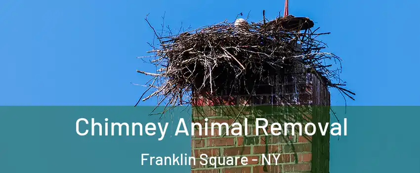  Chimney Animal Removal Franklin Square - NY