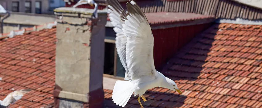 Residential Chimney Animal Removal Solution in Franklin Square, NY